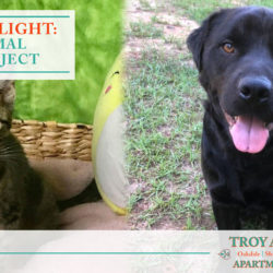 Troy Animal Rescue Projects